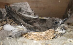 Young swift ready to leave the nest